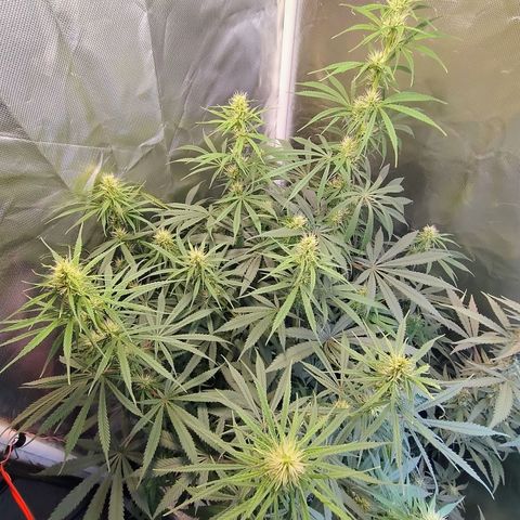 #skunk1 growlog timeline photo