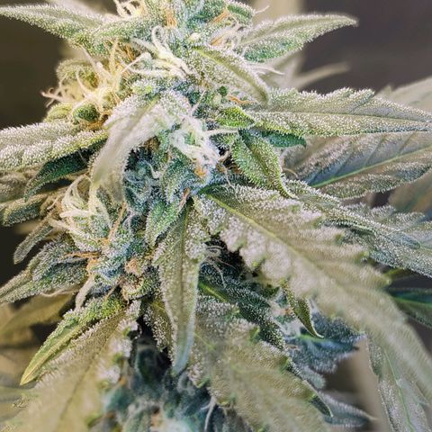 Diabo rojo growlog timeline photo