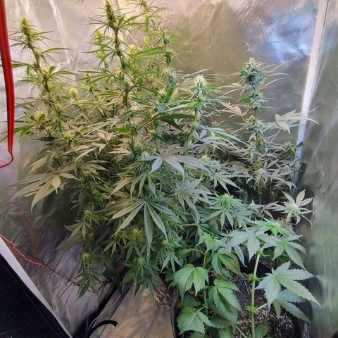#skunk1 growlog timeline photo