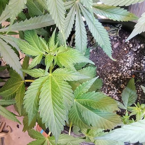 Purple lemonade growlog timeline photo