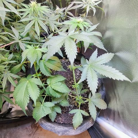 #skunk1 growlog timeline photo