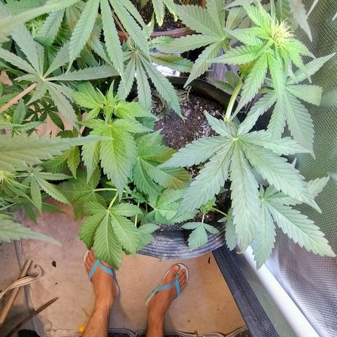 Purple lemonade#2 growlog timeline photo