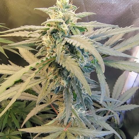Diabo rojo growlog timeline photo