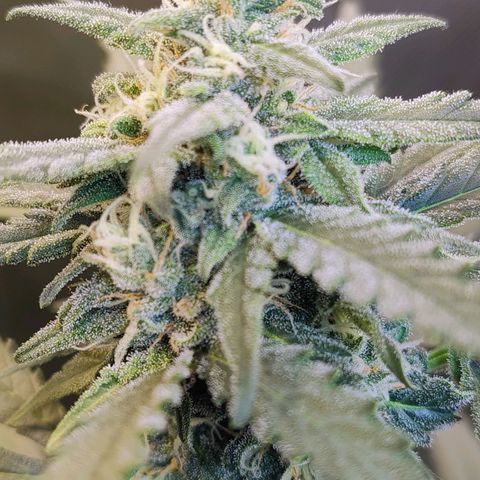 Diabo rojo growlog timeline photo