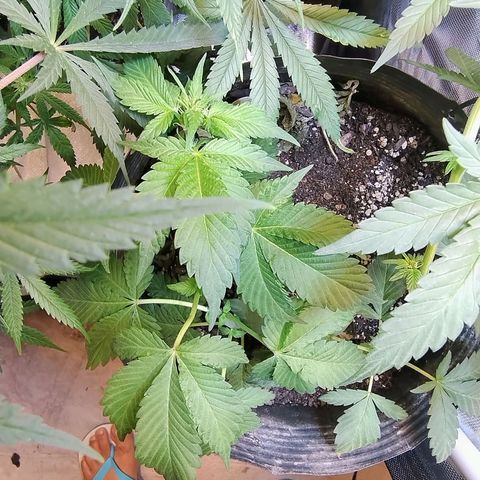Purple lemonade#2 growlog timeline photo