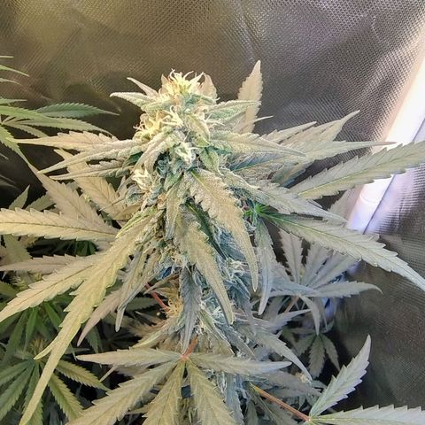 Diabo rojo growlog timeline photo