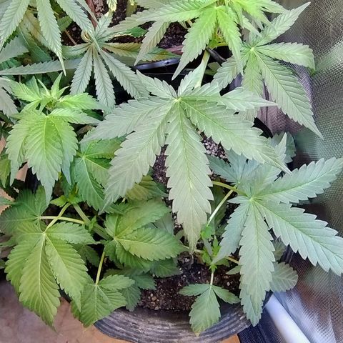 Purple lemonade#2 growlog timeline photo