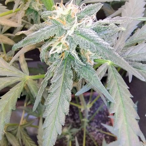 Diabo rojo growlog timeline photo