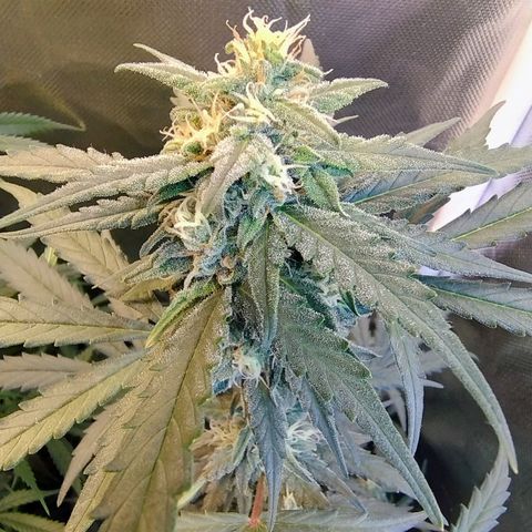 Diabo rojo growlog timeline photo