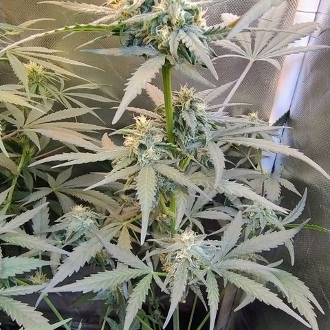 Diabo rojo growlog timeline photo