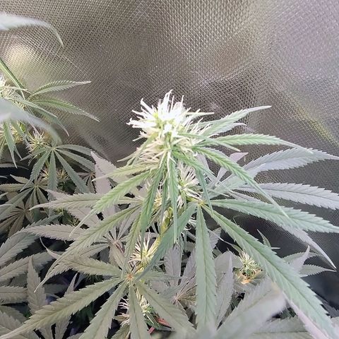 Diabo rojo growlog timeline photo