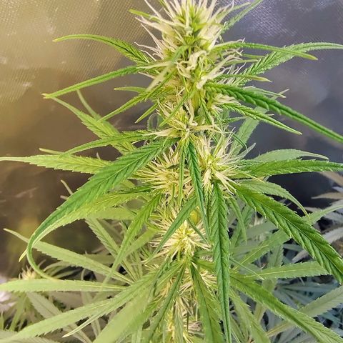 #skunk1 growlog timeline photo