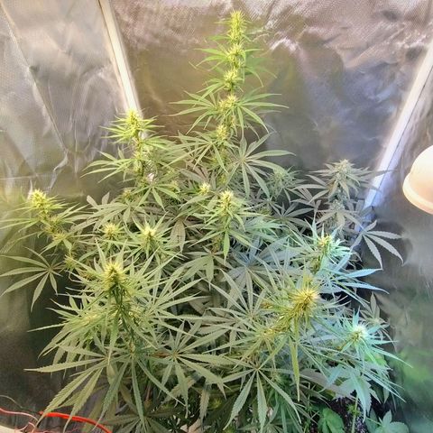 #skunk1 growlog timeline photo