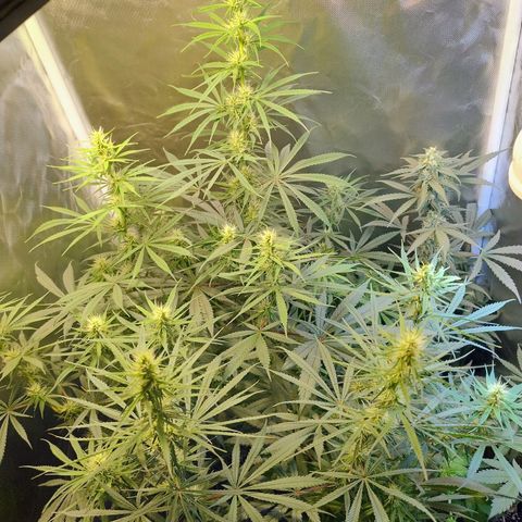 #skunk1 growlog timeline photo