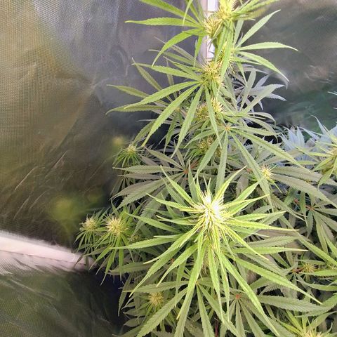 #skunk1 growlog timeline photo