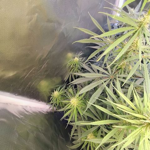 #skunk1 growlog timeline photo