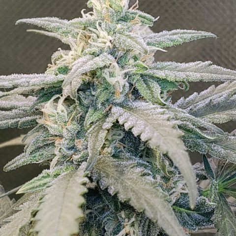 Diabo rojo growlog timeline photo