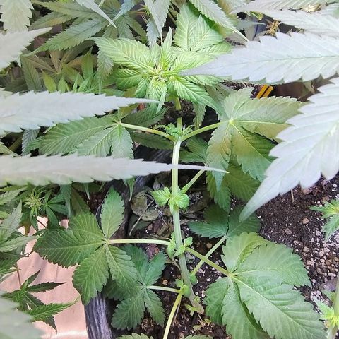 Purple lemonade#2 growlog timeline photo