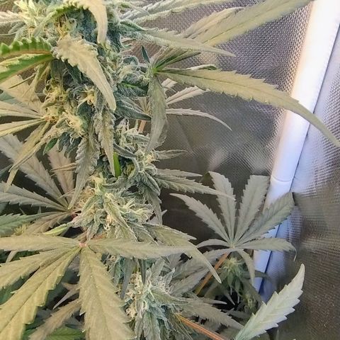 Diabo rojo growlog timeline photo