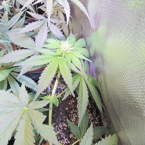Purple lemonade growlog timeline photo