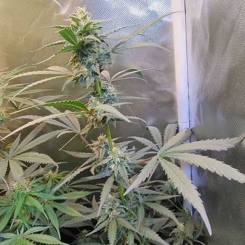 Diabo rojo growlog timeline photo