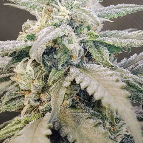 Diabo rojo growlog timeline photo