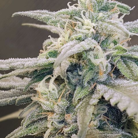 Diabo rojo growlog timeline photo