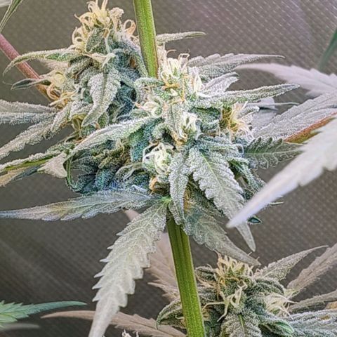Diabo rojo growlog timeline photo