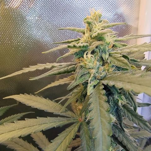 Diabo rojo growlog timeline photo