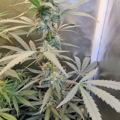 Diabo rojo growlog timeline photo