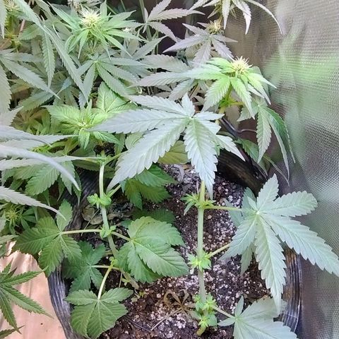 Purple lemonade growlog timeline photo