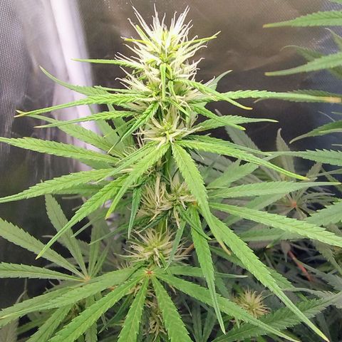 #skunk1 growlog timeline photo