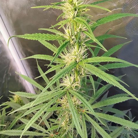 #skunk1 growlog timeline photo