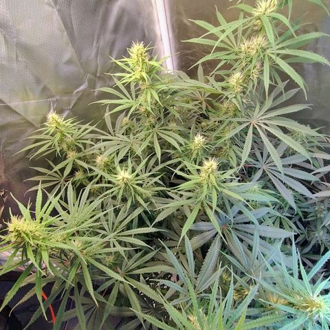 #skunk1 growlog timeline photo