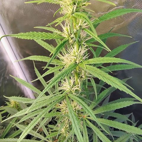 #skunk1 growlog timeline photo