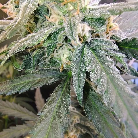 Diabo rojo growlog timeline photo