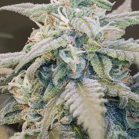 Diabo rojo growlog timeline photo
