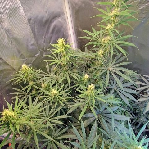 #skunk1 growlog timeline photo