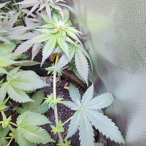 Purple lemonade#2 growlog timeline photo
