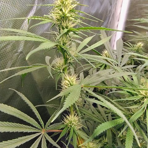 #skunk1 growlog timeline photo