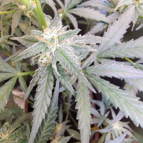 Diabo rojo growlog timeline photo
