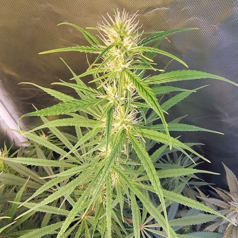 #skunk1 growlog timeline photo
