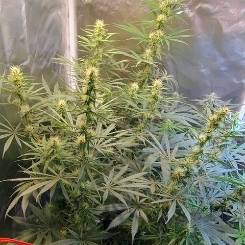 #skunk1 growlog timeline photo