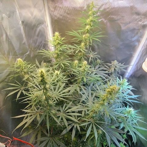 #skunk1 growlog timeline photo