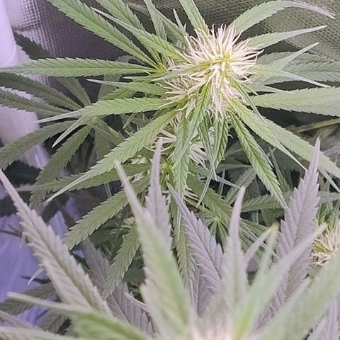 #skunk1 growlog timeline photo