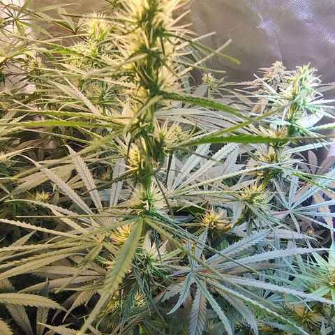 #skunk1 growlog timeline photo