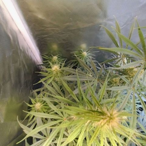 #skunk1 growlog timeline photo