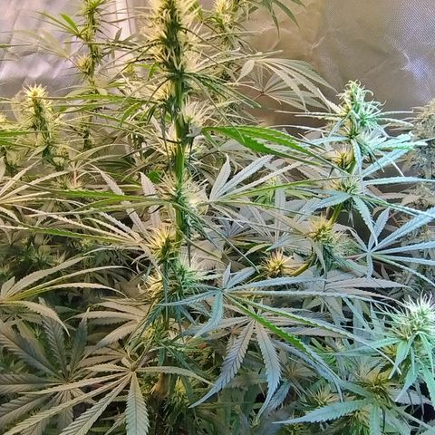 #skunk1 growlog timeline photo