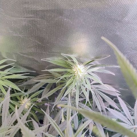 #skunk1 growlog timeline photo