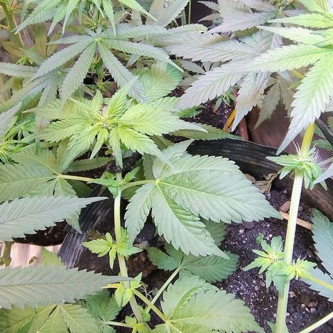 Purple lemonade growlog timeline photo